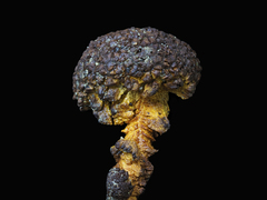Pisolithus aurantioscabrosus