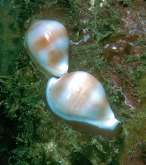 Margovula bimaculata