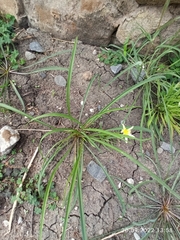 Tragopogon