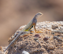 Callisaurus draconoides