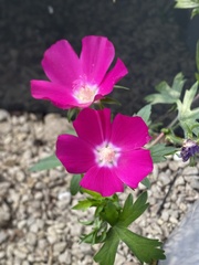Callirhoe