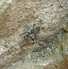 Phidippus mystaceus