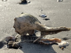 Sinistrofulgur pulleyi