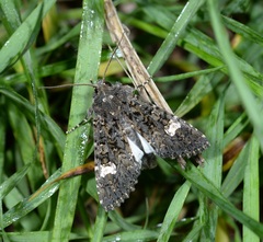 Polymixis serpentina