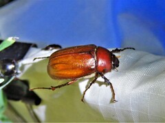 Phyllophaga