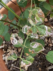 Stigmella anomalella