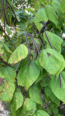 Clerodendrum trichotomum
