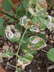 Stigmella anomalella
