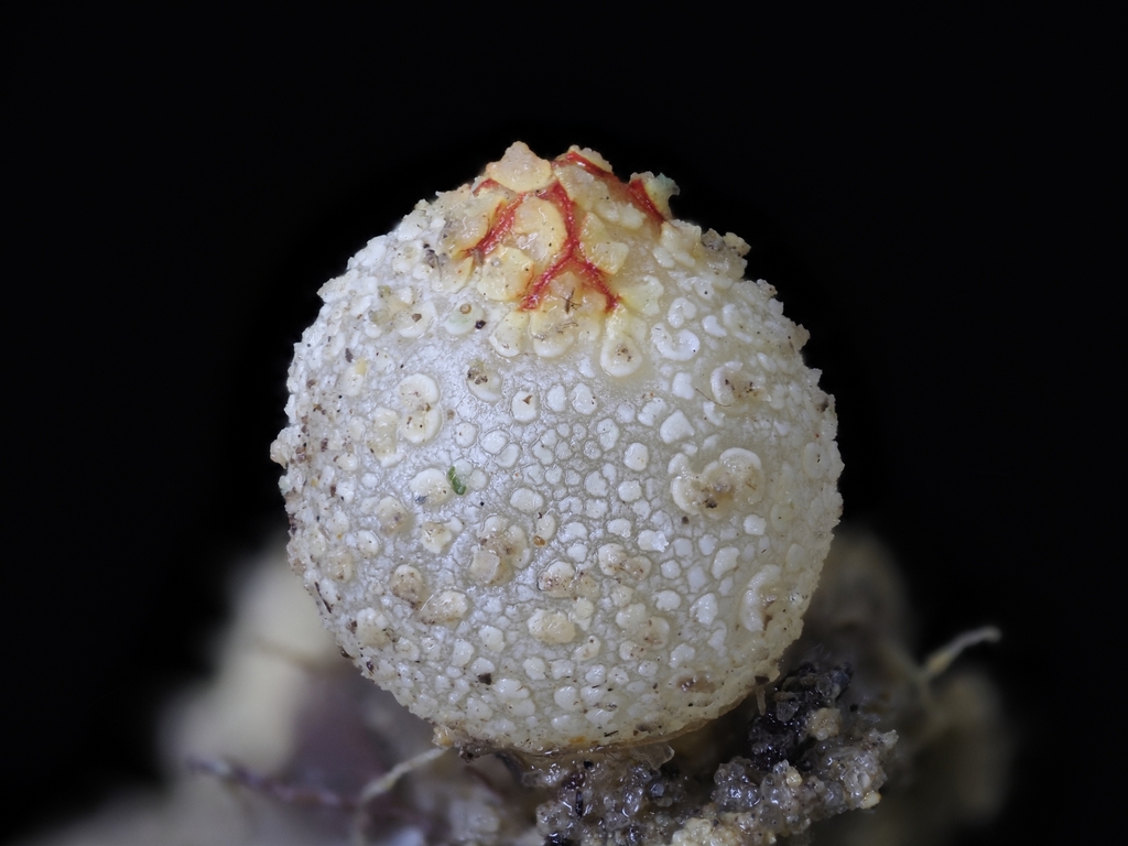 Calostoma sarasinii