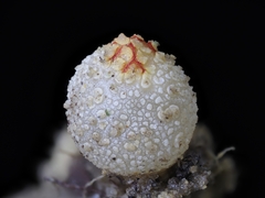 Calostoma