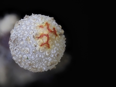 Calostoma