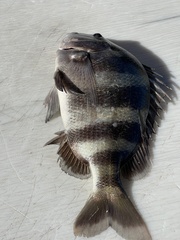 Archosargus probatocephalus