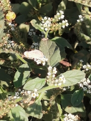 Heliotropium europaeum