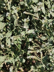 Heliotropium europaeum