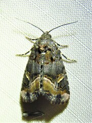 Homophoberia apicosa
