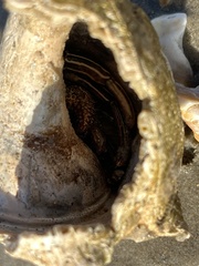 Sinistrofulgur pulleyi