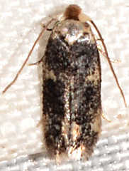 Zimmermannia mesoloba