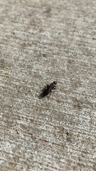 Tiphiinae