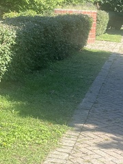 Passer domesticus