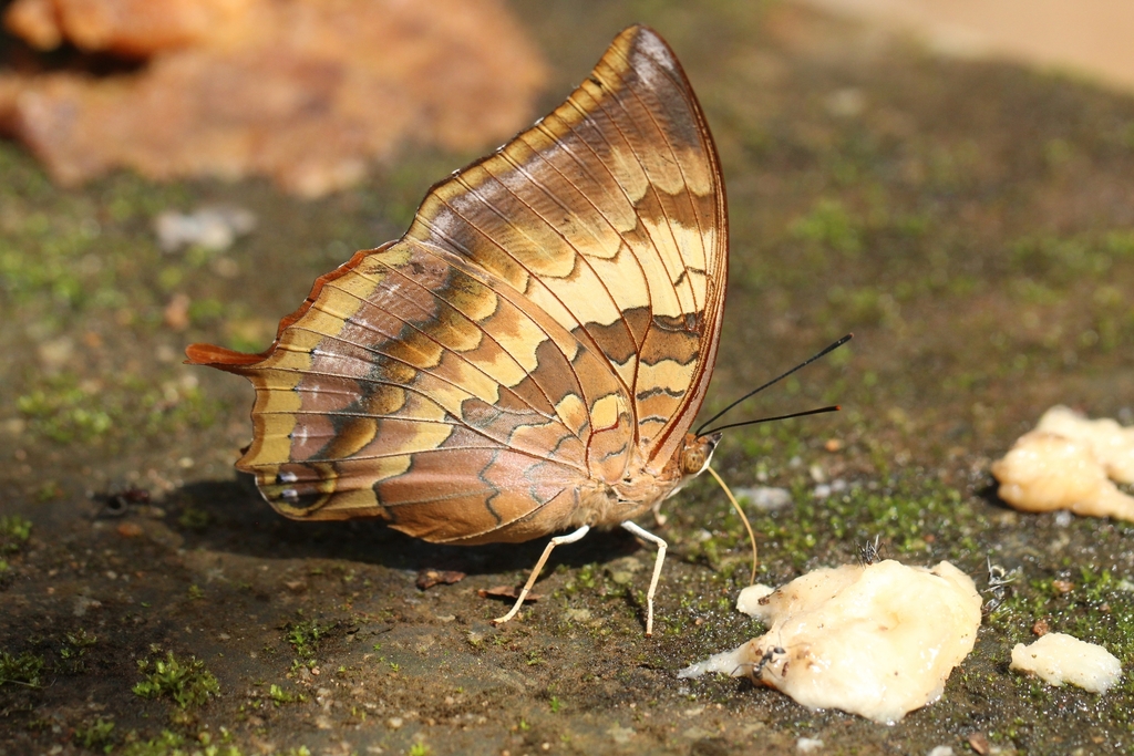 Plain Tawny Rajah