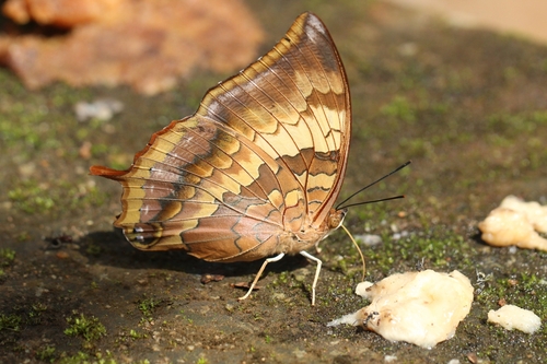 Plain Tawny Rajah