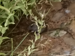 Rattus