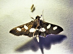 Desmia funeralis