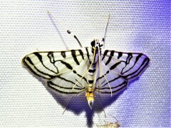 Conchylodes ovulalis