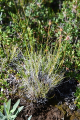 Carex myosuroides
