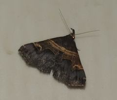 Bertula abjudicalis