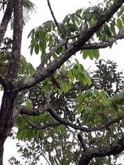 Colaptes melanochloros