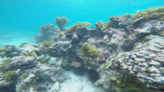 Sargocentron seychellense