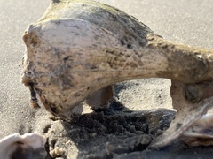 Sinistrofulgur pulleyi