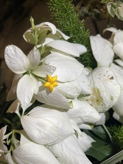 Mussaenda philippica