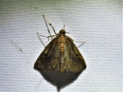 Psara obscuralis