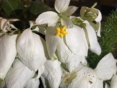 Mussaenda philippica