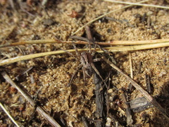 Alopecosa inquilina