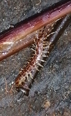 Lithobiomorpha
