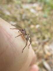 Alopecosa inquilina