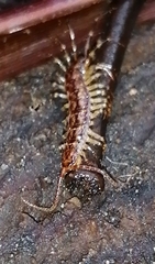 Lithobiomorpha