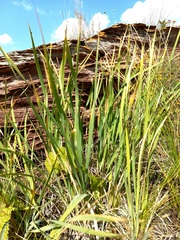 Iris lactea biglumis