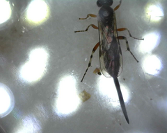 Itoplectis conquisitor