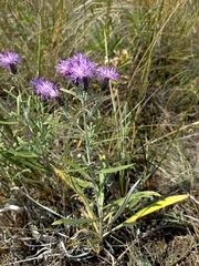 Saussurea salicifolia