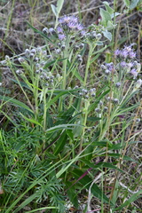 Saussurea denticulata