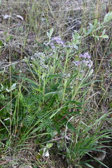 Saussurea denticulata