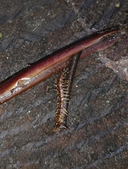 Lithobiomorpha