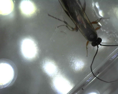 Itoplectis conquisitor