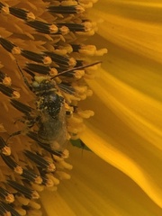 Melissodes trinodis
