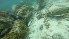 Mulloidichthys flavolineatus