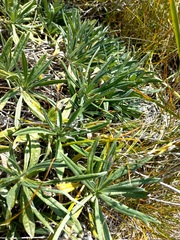 Onosma simplicissima